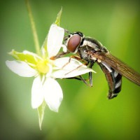 /album/downtopapep/photolia-a02-jpg/