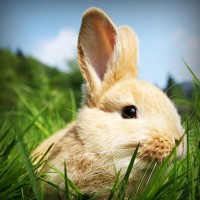 /album/downtopapep/photolia-a03-jpg/