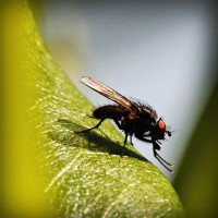 /album/downtopapep/photolia-a04-jpg/