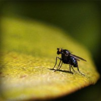 /album/downtopapep/photolia-a07-jpg/