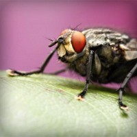 /album/downtopapep/photolia-a08-jpg/